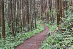 山道　0711