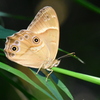 ヒカゲチョウ　0354