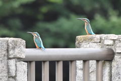カワセミ　0619　兄弟でしょう！！