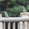 カワセミ　0619　兄弟でしょう！！