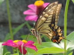 花と蝶　1165　ヒャクニチソウ　と　キアゲハ