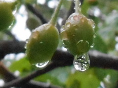 サクランボの水滴　0558　佐藤錦