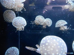 クラゲ　3912