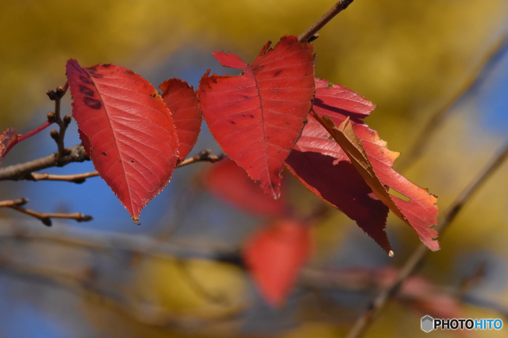 紅葉　9840　黄色いイチョウの手前に真っ赤なサクラの葉！