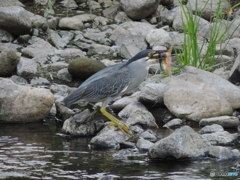 ササゴイ　0551　捕ったぞ！