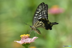 花と蝶　4826　ヒャクニチソウとアゲハチョウ