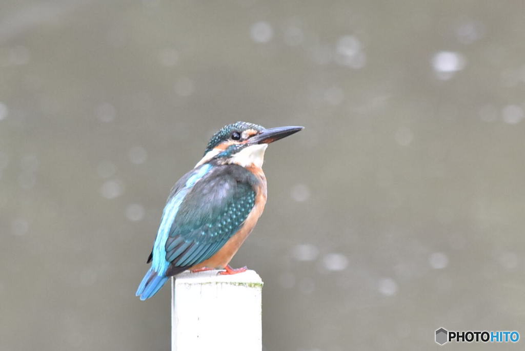 カワセミ　1095　何が気になるの？？