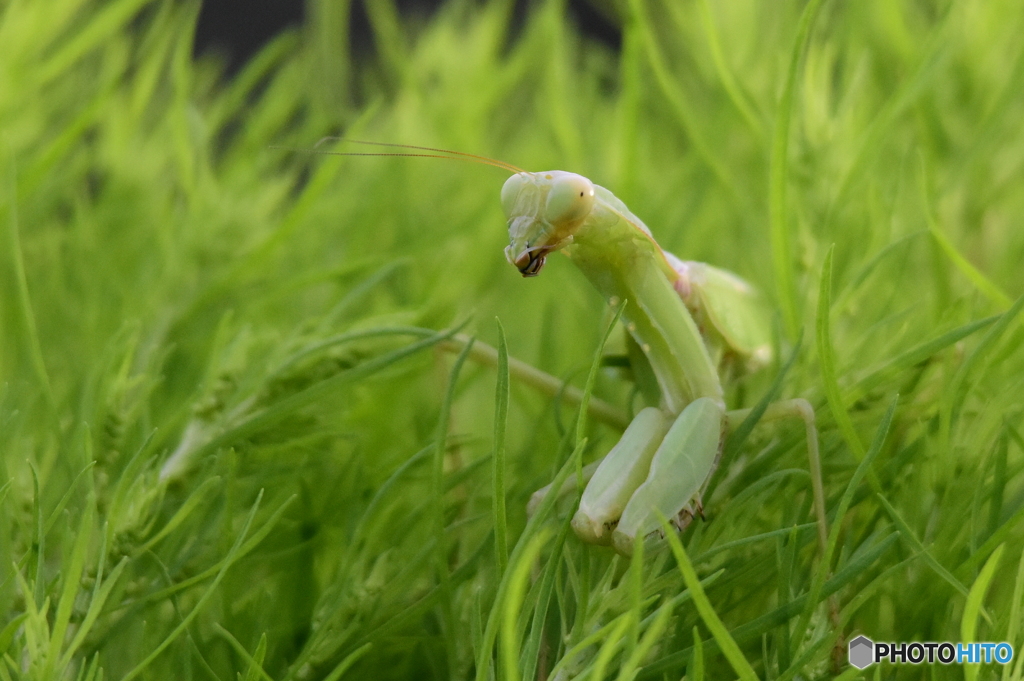 カマキリ　7639　コキアで獲物を待ってます！