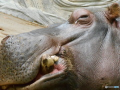 顔　カバ　上野動物園　2669