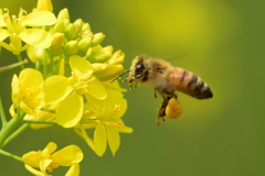 ミツバチ　1549　ナノハナにミツバチ！