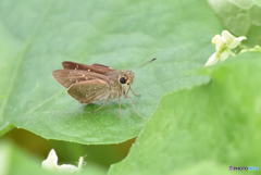 セセリチョウ　0187　アレチノウリの葉っぱの上で！