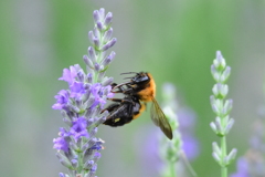 花と蜂と！　5251　ラベンダーに何ハチでしょうか！