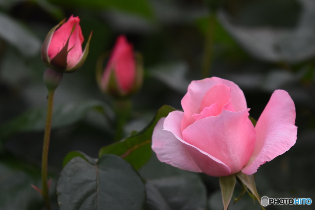 バラ　1257　花の丘農林公苑のバラ！！　咲き出しました！！