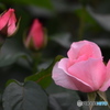 バラ　1257　花の丘農林公苑のバラ！！　咲き出しました！！
