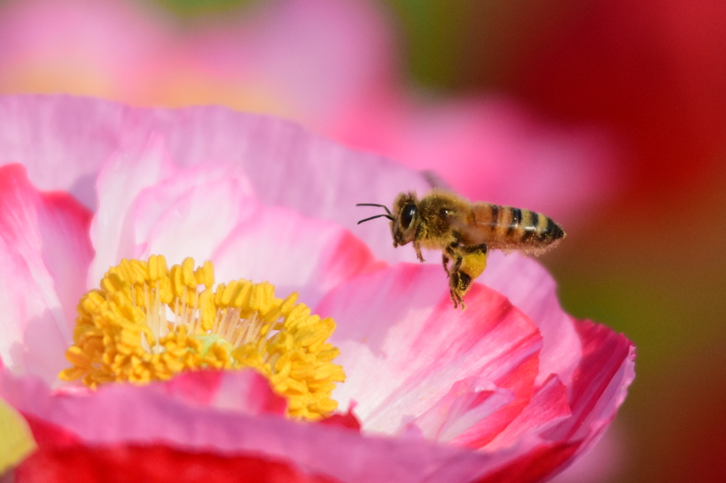花と蜂と！　3912　ポピーとミツバチと！！