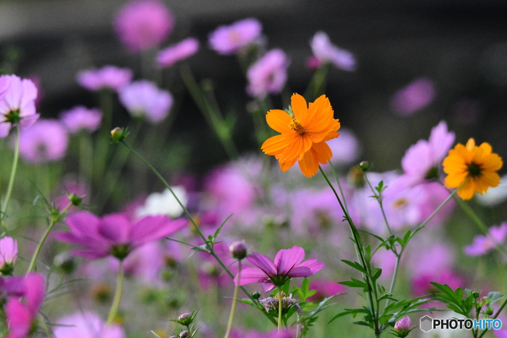 コスモス畑　0449　黄花が咲いてる？？　蒔いたの？