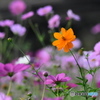 コスモス畑　0449　黄花が咲いてる？？　蒔いたの？