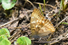コムラサキ　1257　初めて撮ったコムラサキ　♀