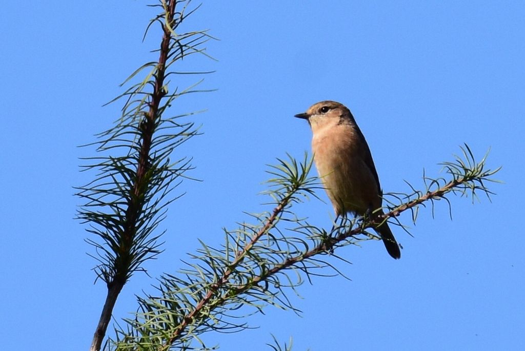 ノビタキ♀　7513