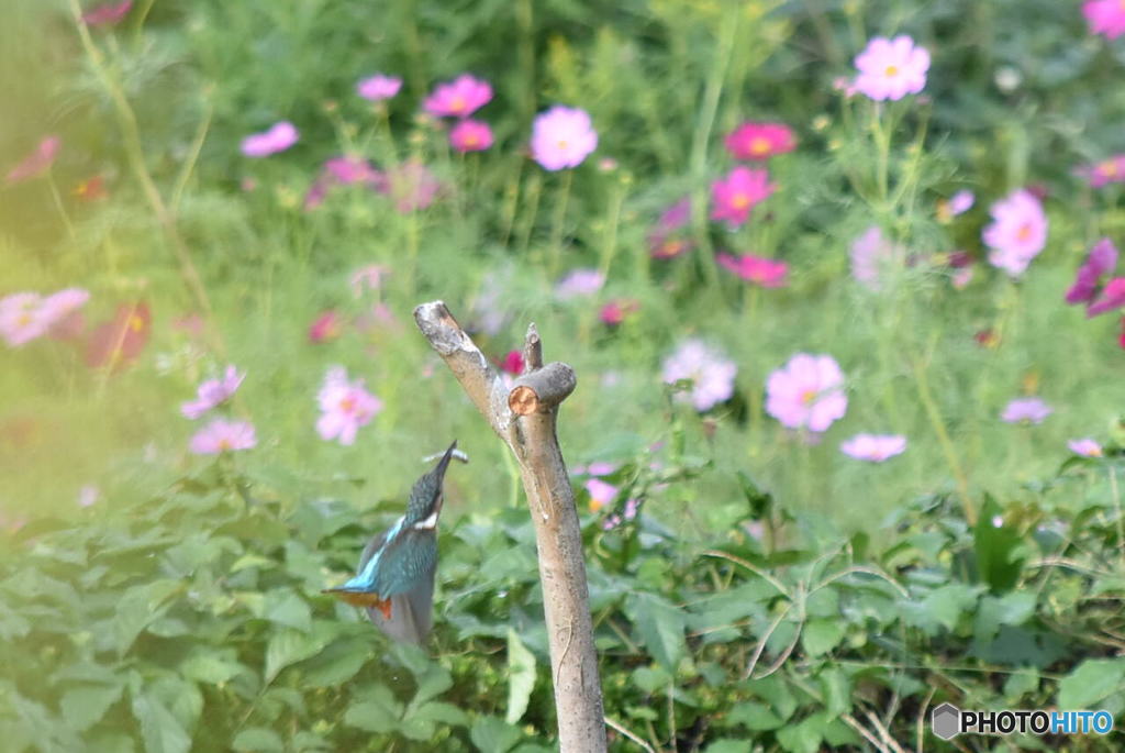 カワセミ　1092　戻ります！