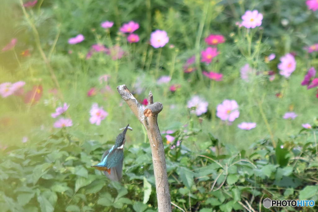 カワセミ　1092　戻ります！