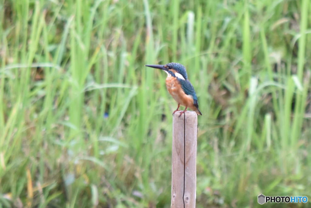カワセミ　1095　チョットすまして！