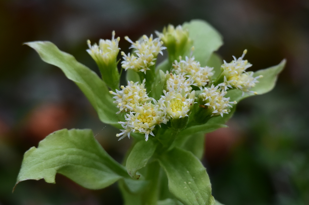 立った！　0170　取残したフキノトウ！