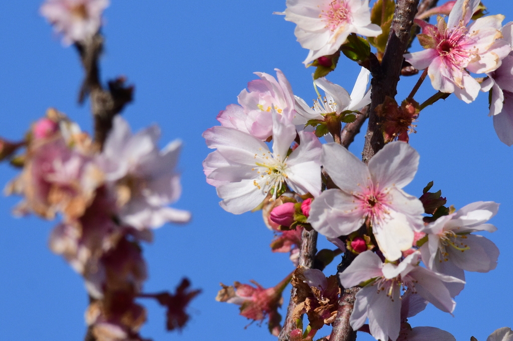 サクラ　9351　十月桜？？