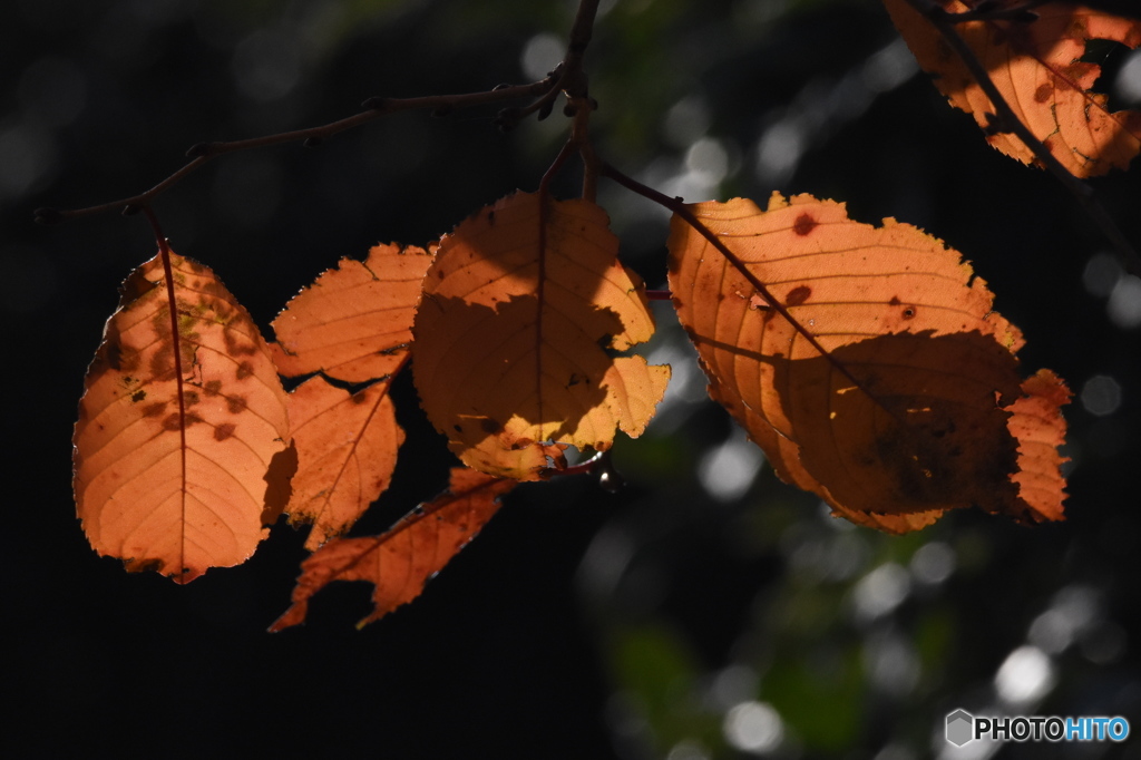 紅葉　9843　サクラの葉っぱに光が当たっていました！！