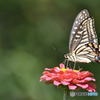 花と蝶　0930　ヒャクニチソウとアゲハチョウ