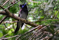 サンコウチョウ　3955　♀が鳴いていました！