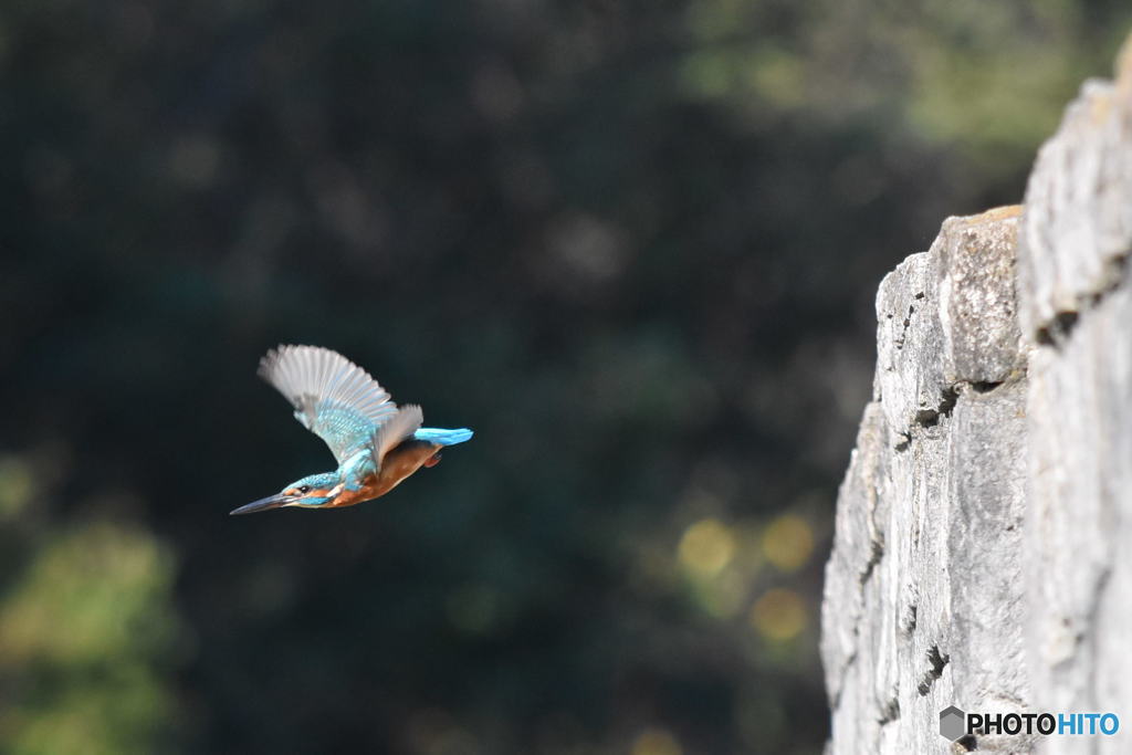 カワセミ　0146　チョット場所替え！！