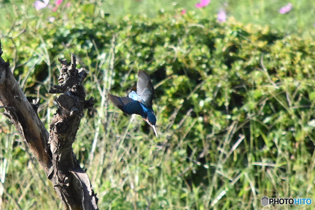 カワセミ　0147　狙いは決まった！！