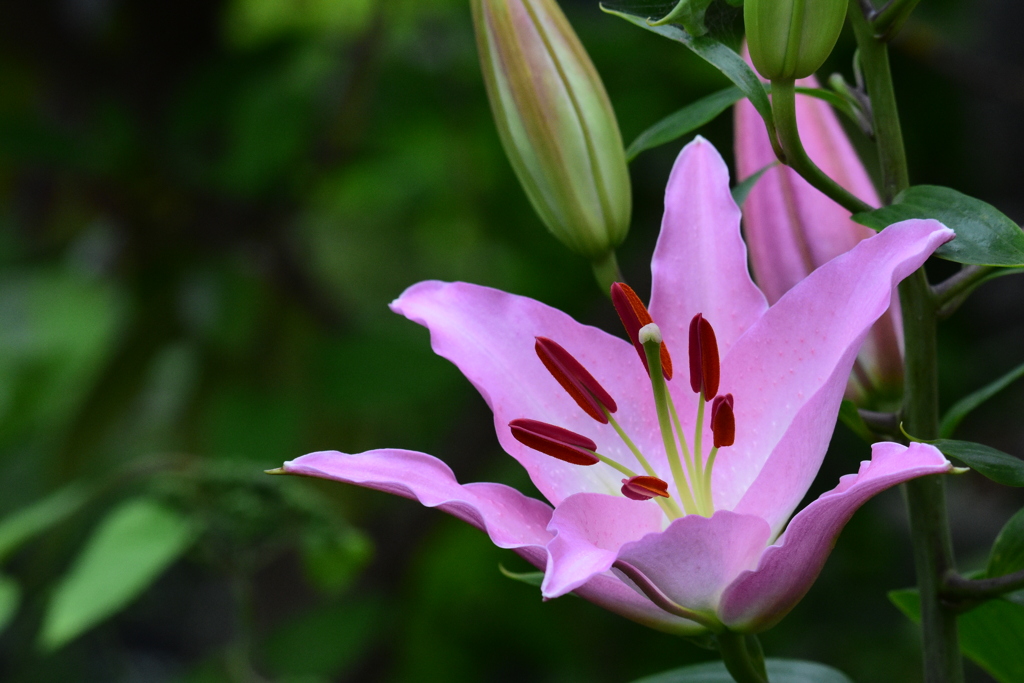 オリエンタルリリー　3275　庭の花