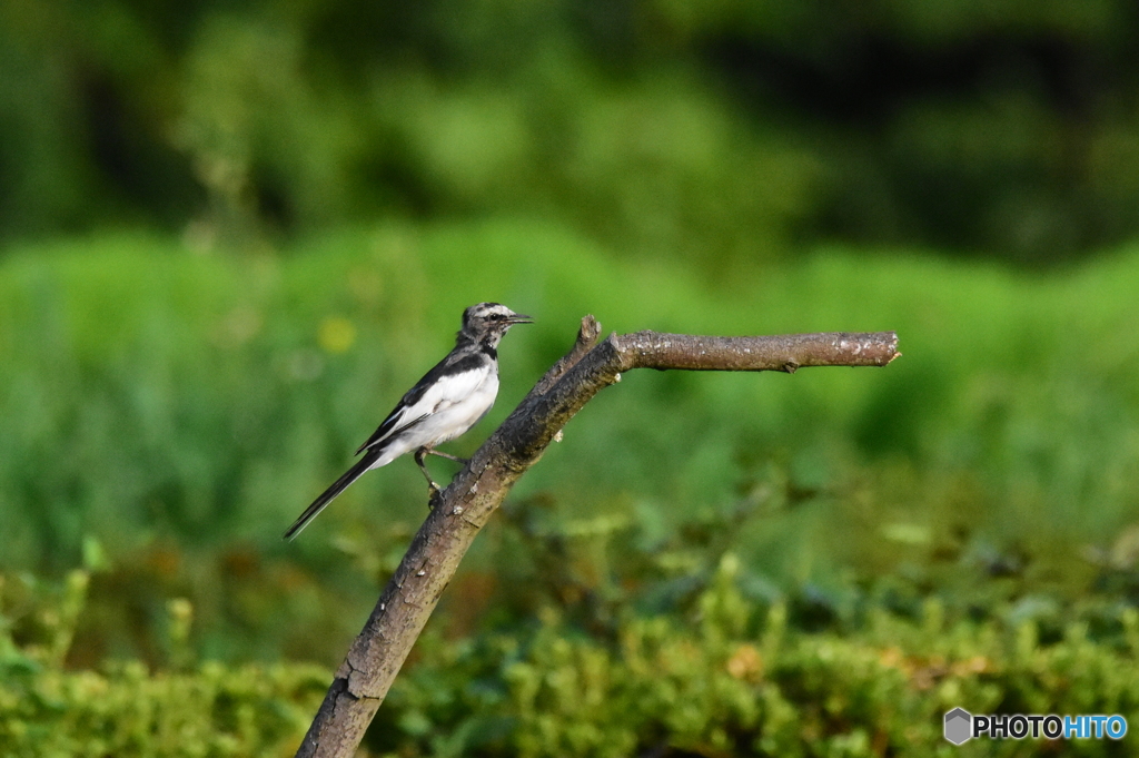 セグロセキレイ　7179　