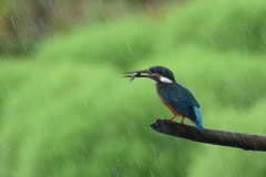 カワセミ　5259　雨の中でも！！