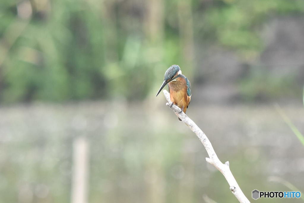 カワセミ　0092　見つかった？