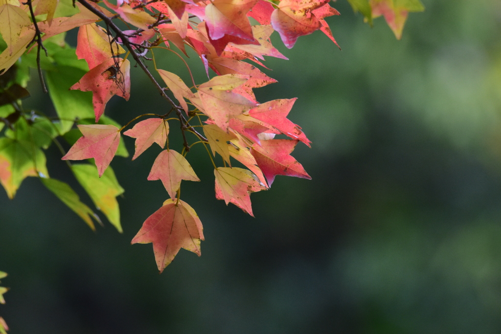 紅葉　2637　トウカエデが赤くなりました！