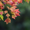 紅葉　2637　トウカエデが赤くなりました！