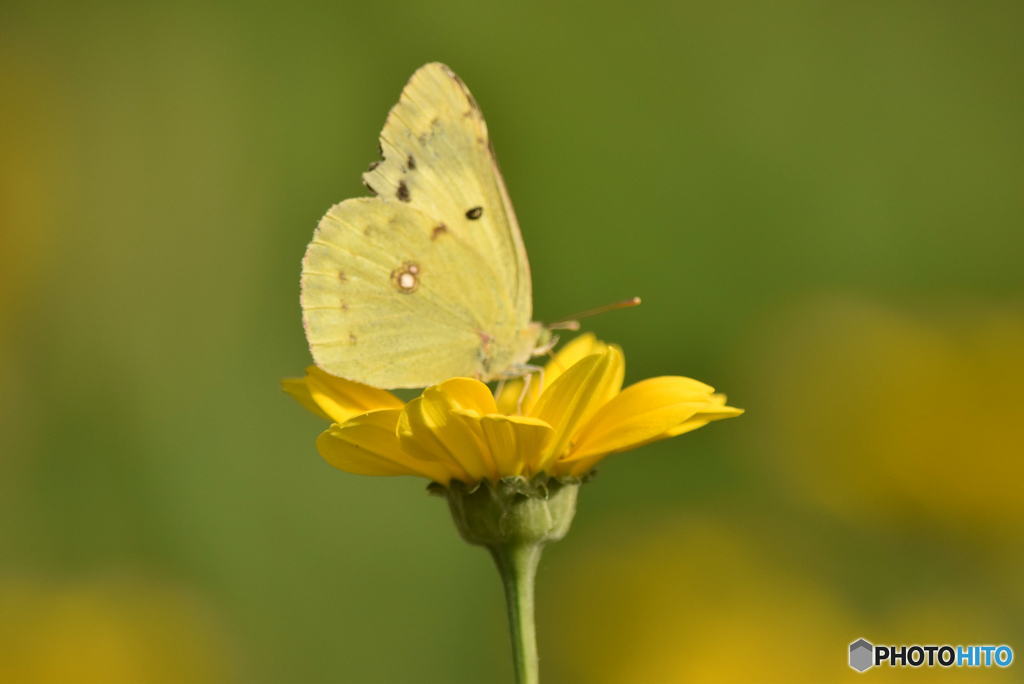 黄色い花とモンキチョウ　0048