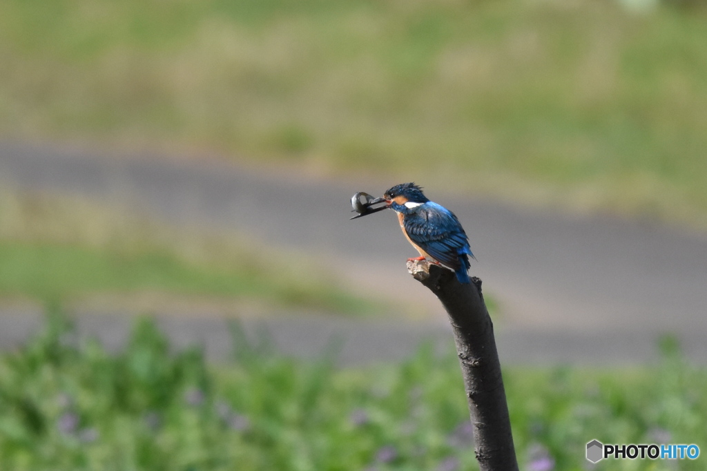 カワセミ　0660　咥えた魚が逃げそうになって　オットット～！！