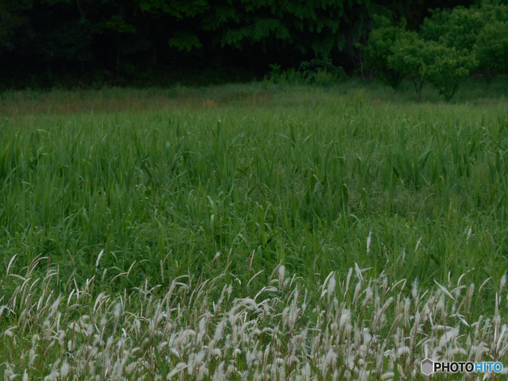 原っぱ　2562