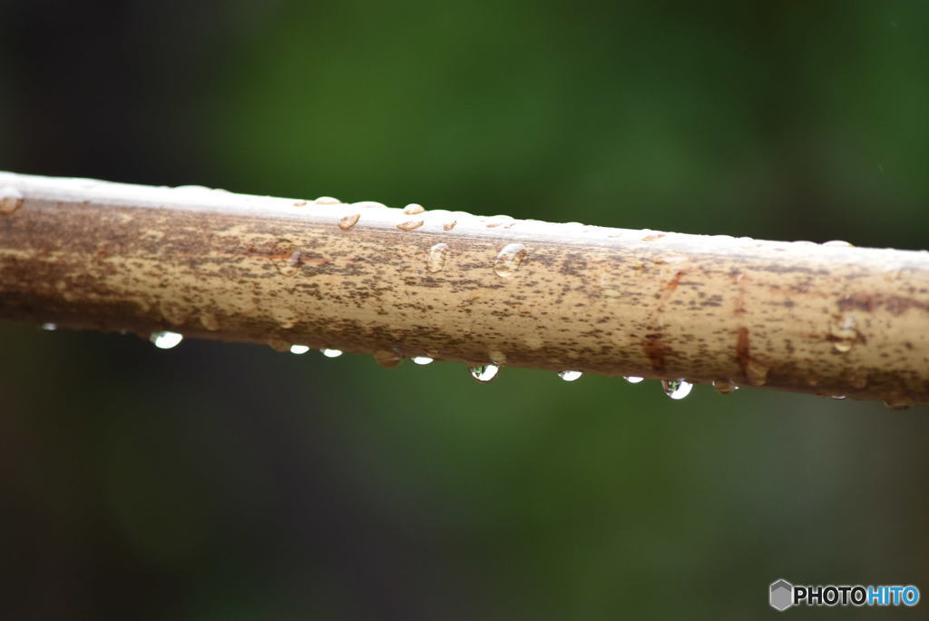 梅雨　0466