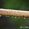 梅雨　0466