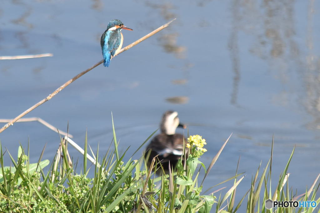 花と鳥　2213　ナノハナの向こうにコガモ　上にカワセミ　