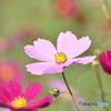 コスモス　0310