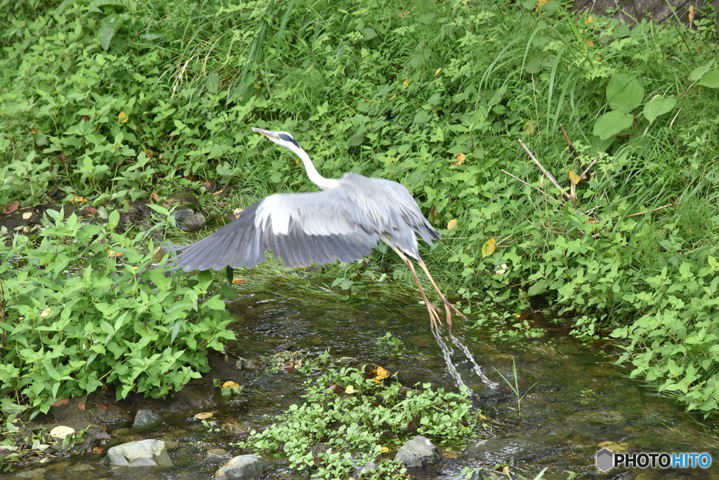 アオサギ　0913　今、飛び立ちました！