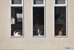 窓とネコ　1044　今朝は３匹のネコちゃんです！！