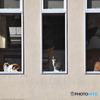 窓とネコ　1044　今朝は３匹のネコちゃんです！！