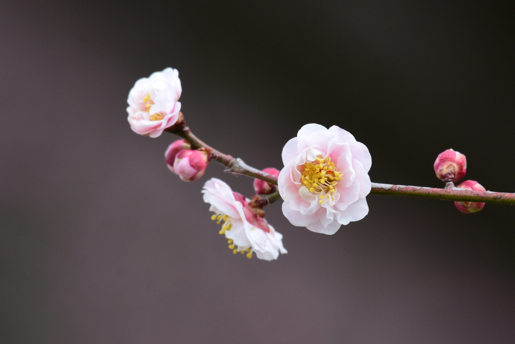 梅の花　9258